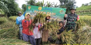 Sertu Dani Hamdani Babinsa Desa Ciparay Anggota Koramil 2408 Ciparay Bantu Petani Panen Jual Gabah Ke Bulog