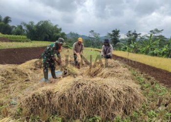 Babinsa Desa Babakan Koramil 2408 Ciparay Bantu Petani Panen Padi Dan Dorong Jual Gabah Ke Bulog