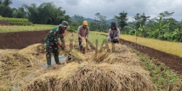 Babinsa Desa Babakan Koramil 2408 Ciparay Bantu Petani Panen Padi Dan Dorong Jual Gabah Ke Bulog