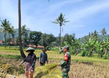 Babinsa Kelurahan Baleendah Koramil 2408 Ciparay Turun Ke Sawah Dampingi Panen Padi Petani, Bersama Bulog Lakukan Sergab