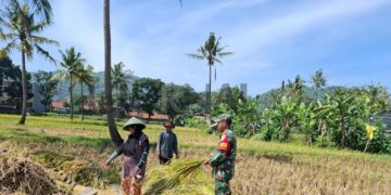 Babinsa Kelurahan Baleendah Koramil 2408 Ciparay Turun Ke Sawah Dampingi Panen Padi Petani, Bersama Bulog Lakukan Sergab