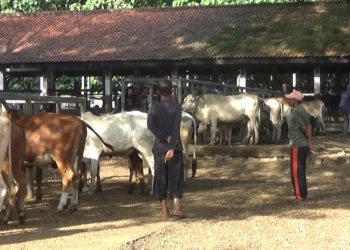 Antisipasi Penyebaran PMK, Diskanak Purwakarta Gerak Cepat