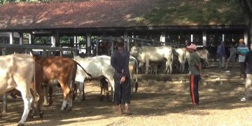 Antisipasi Penyebaran PMK, Diskanak Purwakarta Gerak Cepat