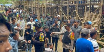 Ketangkasan Adu Bagong Ilegal di Tertibkan Polres Pangandaran