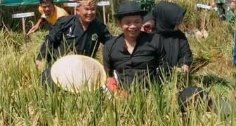 Bupati Purwakarta Turun ke Sawah, Ikut Lakukan Panen Padi Menggunakan Arit