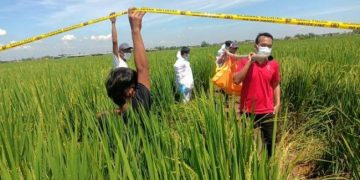 Warga Desa Rancaudik Geger Temukan Mayat Wanita di Sawah