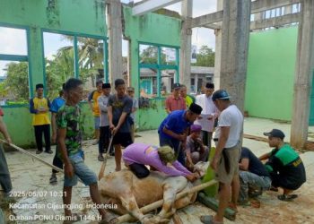 PCNU Ciamis Sembelih 6 Hewan Kurban, Salurkan 824 Paket Daging kepada Warga Sekitar