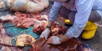 Perketat Pemeriksaan Hewan Kurban Iduladha 1446 H Disnakkan Ciamis Pastikan Daging Kurban Aman Dikonsumsi