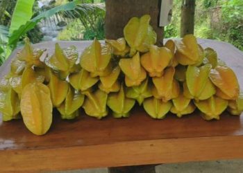 Panen Raya Belimbing Madu, Agrowisata Mulyasari Cisepet Jadi Destinasi Eduwisata Pertanian Ciamis