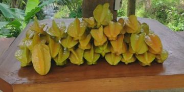 Panen Raya Belimbing Madu, Agrowisata Mulyasari Cisepet Jadi Destinasi Eduwisata Pertanian Ciamis