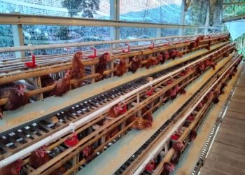 Dukung Ketahanan Pangan, Bumdes Cintawarga Kembangkan Budidaya Ayam Petelur