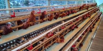 Dukung Ketahanan Pangan, Bumdes Cintawarga Kembangkan Budidaya Ayam Petelur