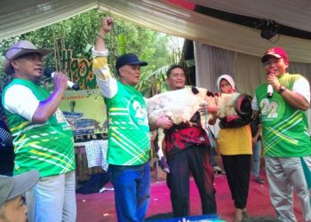 Milangkala Desa Bumiwangi Ke -22 Meriah, Ribuan Masyarakat Ikut Jalan Santai Berhadiah Kambing