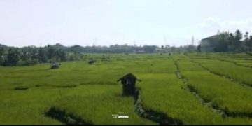 Dukung Program Kabupaten Organik 2026, Kelurahan Cigembor Perluas Lahan Padi Organik hingga 1,3 Hektare