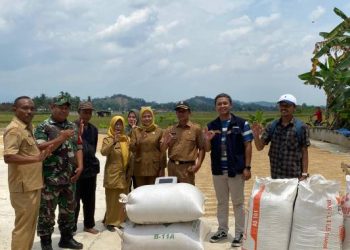 BULOG Ciamis Hadir Sejak Awal Musim, Harga Gabah Petani Dijaga Sesuai HPP