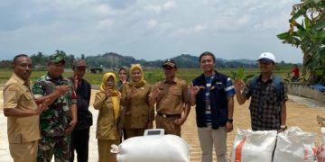 BULOG Ciamis Hadir Sejak Awal Musim, Harga Gabah Petani Dijaga Sesuai HPP