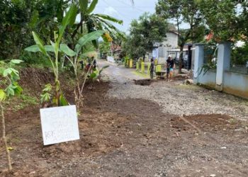 Kecewa Diabaikan Pemdes Handapherang, Warga Cikatomas Tanam Pohon Pisang di Jalan Rusak