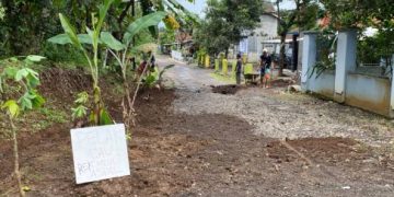 Kecewa Diabaikan Pemdes Handapherang, Warga Cikatomas Tanam Pohon Pisang di Jalan Rusak