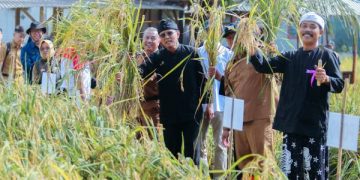 Demplot Jambansari Panen Raya, Bupati Ciamis Optimis Wujudkan Kabupaten Organik 2026