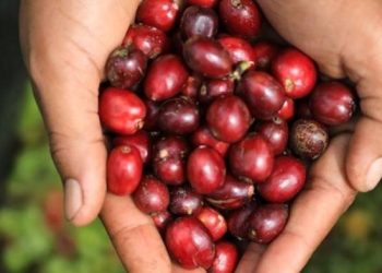 Menjamurnya Kafe di Ciamis, Peluang Emas Kopi Lokal: BP2D Dorong UMKM dan Petani Naik Kelas