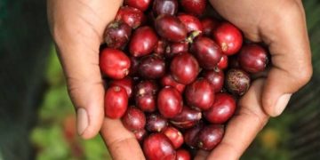 Menjamurnya Kafe di Ciamis, Peluang Emas Kopi Lokal: BP2D Dorong UMKM dan Petani Naik Kelas