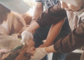 Disnakan Ciamis Bergerak, Hewan Kurban di 27 Kecamatan Mulai Diperiksa