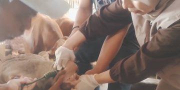 Disnakan Ciamis Bergerak, Hewan Kurban di 27 Kecamatan Mulai Diperiksa