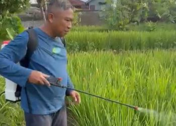 Sekda Ciamis Andang Firman Turun Langsung Garap Sawah, Pertanian Ramah Lingkungan Dibuktikan dengan Aksi Nyata