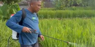 Sekda Ciamis Andang Firman Turun Langsung Garap Sawah, Pertanian Ramah Lingkungan Dibuktikan dengan Aksi Nyata