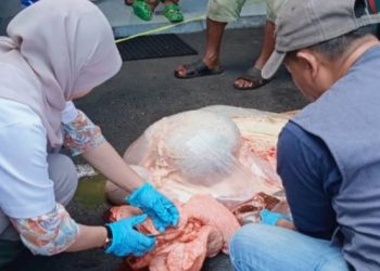 Disnakkan Ciamis Periksa Daging Kurban, Dipastikan Layak Konsumsi