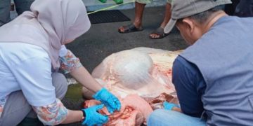Disnakkan Ciamis Periksa Daging Kurban, Dipastikan Layak Konsumsi