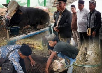 Kurban Presiden RI “Si Bison” Disalurkan ke Perbatasan Ciamis, DKM Al-Fatah Kembali Rasakan Kurban Sapi