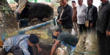 Kurban Presiden RI “Si Bison” Disalurkan ke Perbatasan Ciamis, DKM Al-Fatah Kembali Rasakan Kurban Sapi