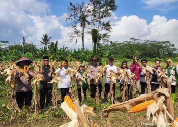 Kawal Swasembada Pangan Nasional, Polres Ciamis Genjot Penanaman Jagung dan Serapan Gabah