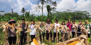 Kawal Swasembada Pangan Nasional, Polres Ciamis Genjot Penanaman Jagung dan Serapan Gabah