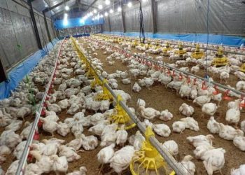 Harga Telur dan Ayam Anjlok di Tingkat Peternak, GOPAN Priangan Timur: Jangan Biarkan Peternak Rakyat Menanggung Kerugian