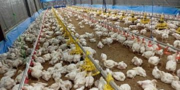 Harga Telur dan Ayam Anjlok di Tingkat Peternak, GOPAN Priangan Timur: Jangan Biarkan Peternak Rakyat Menanggung Kerugian