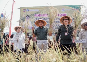 Panen Organik Jadi Momentum, Sekda Resmikan Sekretariat Klaster Padi Pamarican