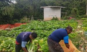Lapas Garut Panen 836 Kilogram Hortikultura, Warga Binaan Dibekali Keterampilan Pertanian