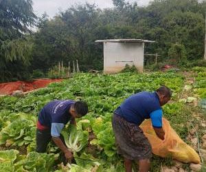 Lapas Garut Panen 836 Kilogram Hortikultura, Warga Binaan Dibekali Keterampilan Pertanian