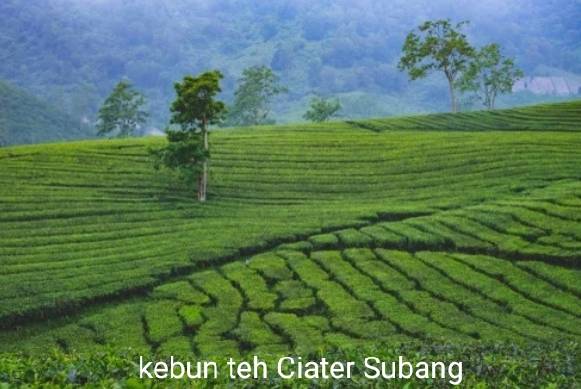 7 Destinasi Wisata Subang dengan Pemandangan Menakjubkan